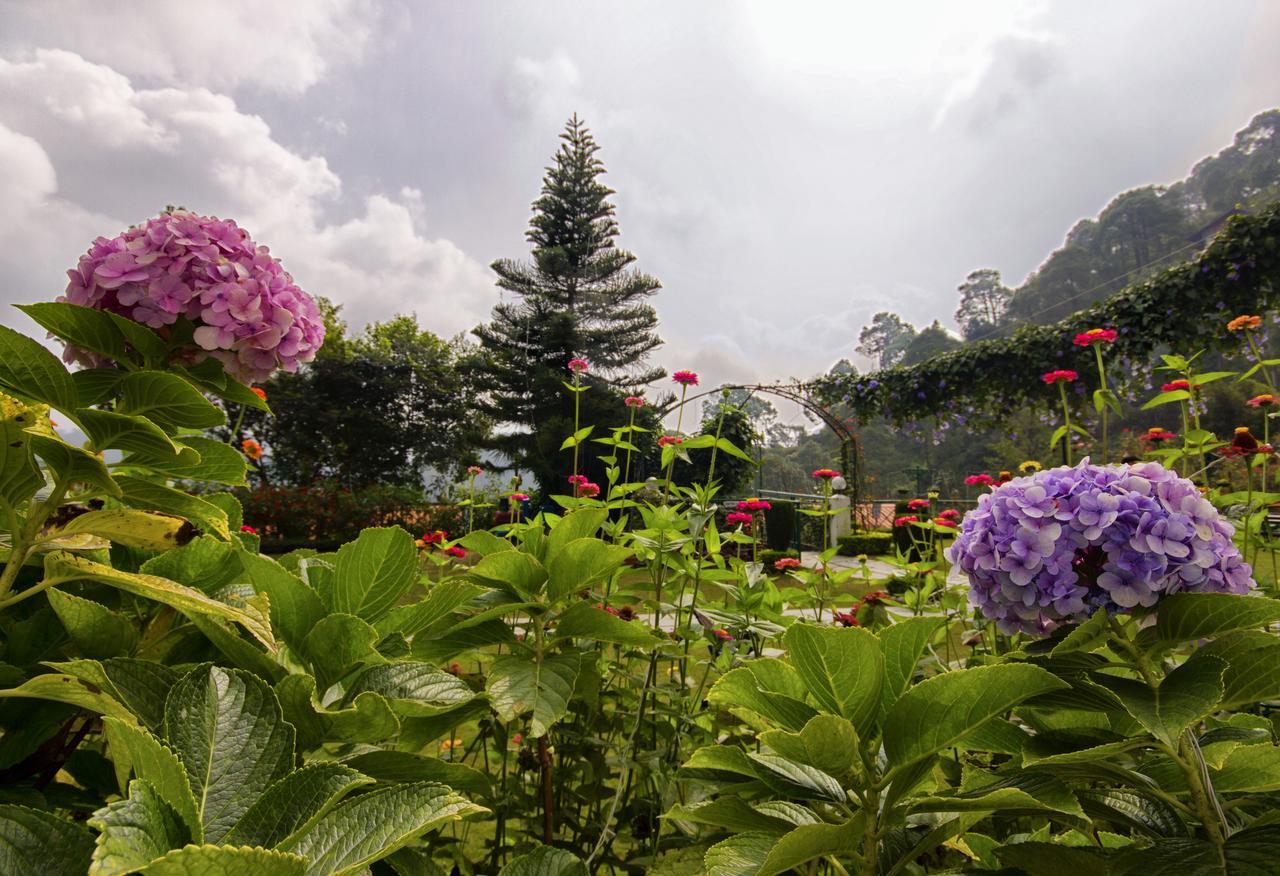 Kasauli Resort By Piccadily Extérieur photo